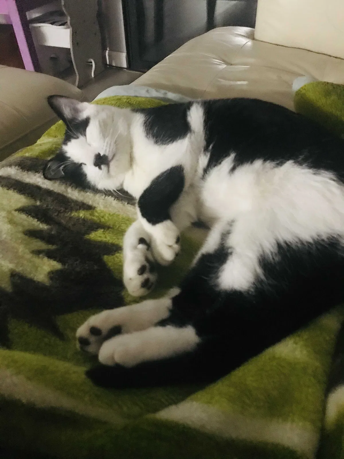 Lost cat in Loomis, CA, 95650
