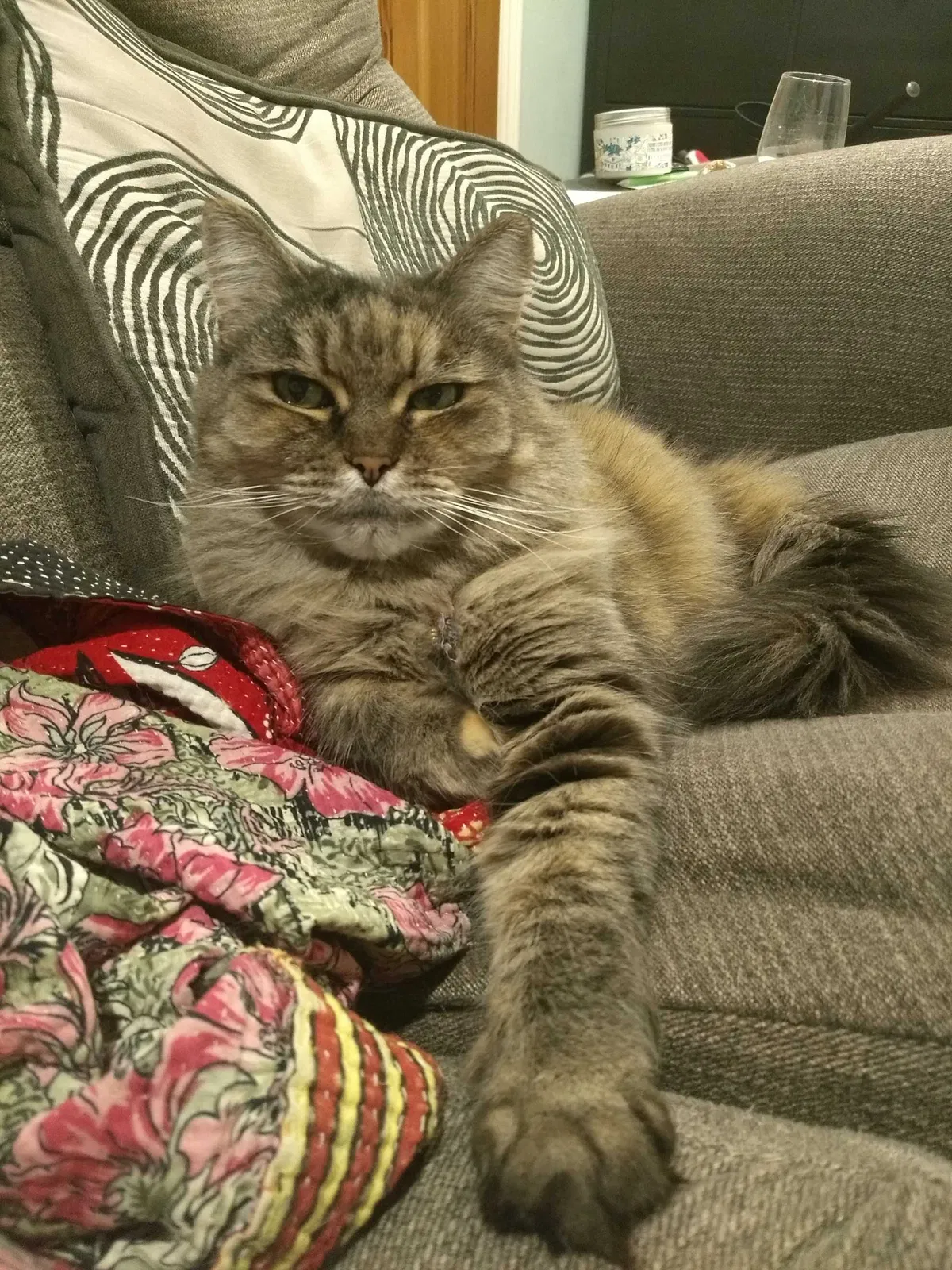 Lost cat in Seattle, WA, 98118