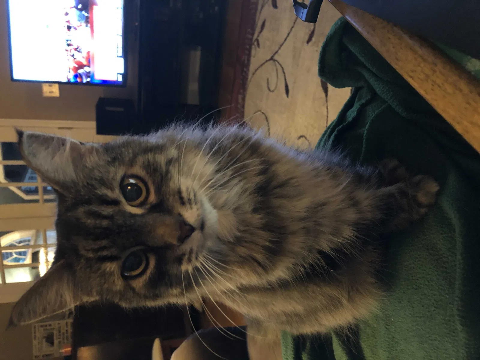 Lost cat in Baltimore, MD, 21224