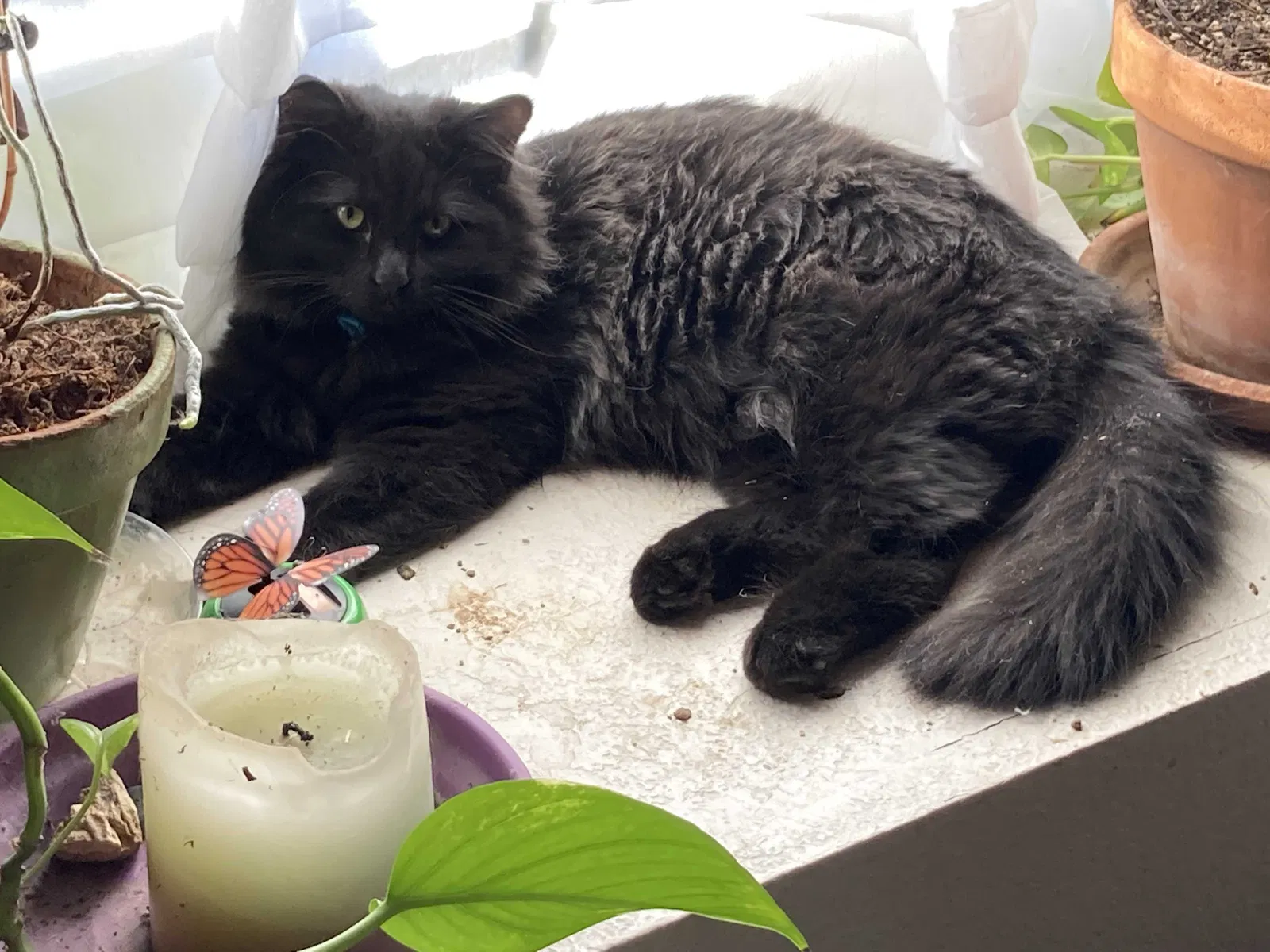 Lost cat in Mesa, AZ, 85204