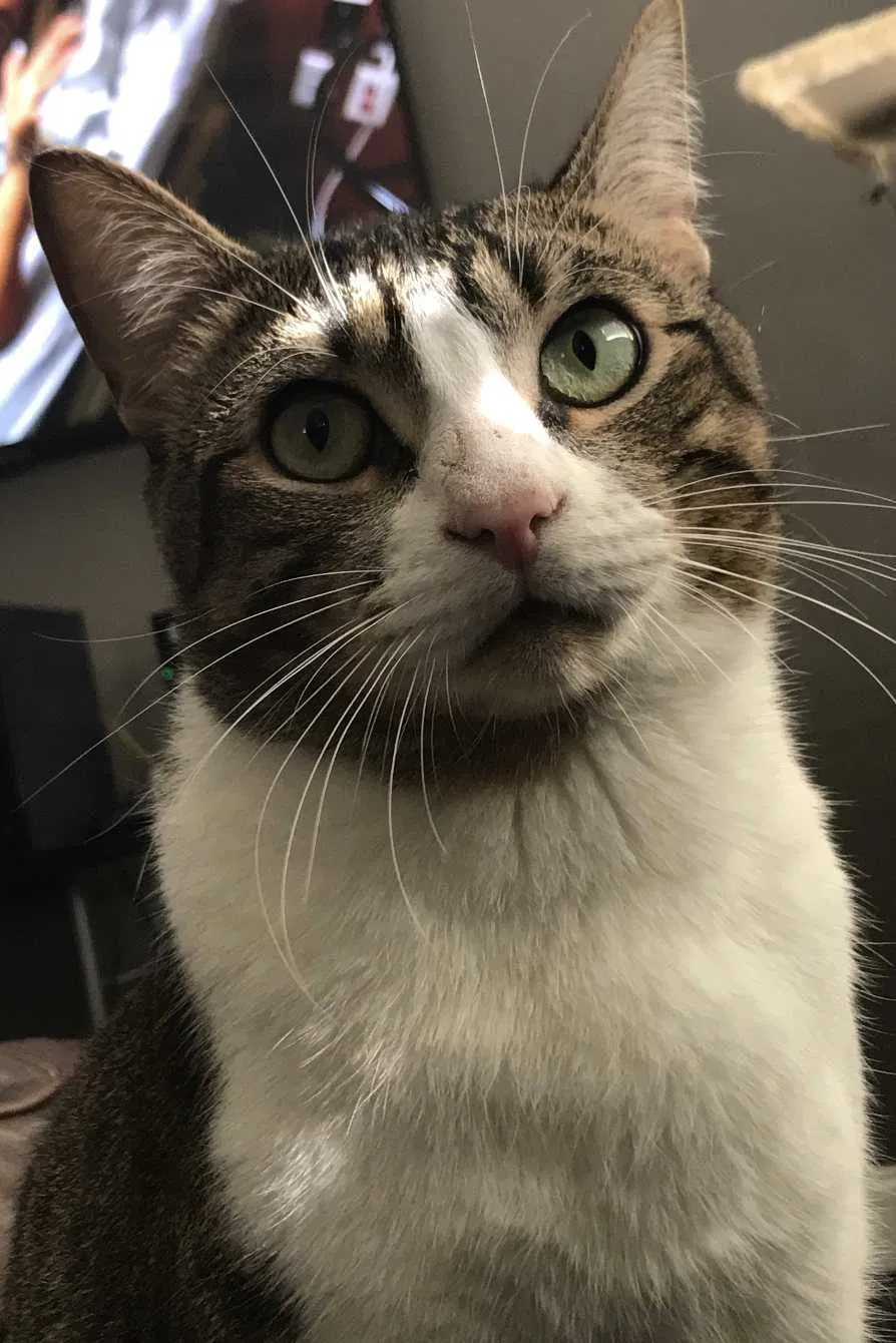 Lost cat in Dallas, TX, 75248