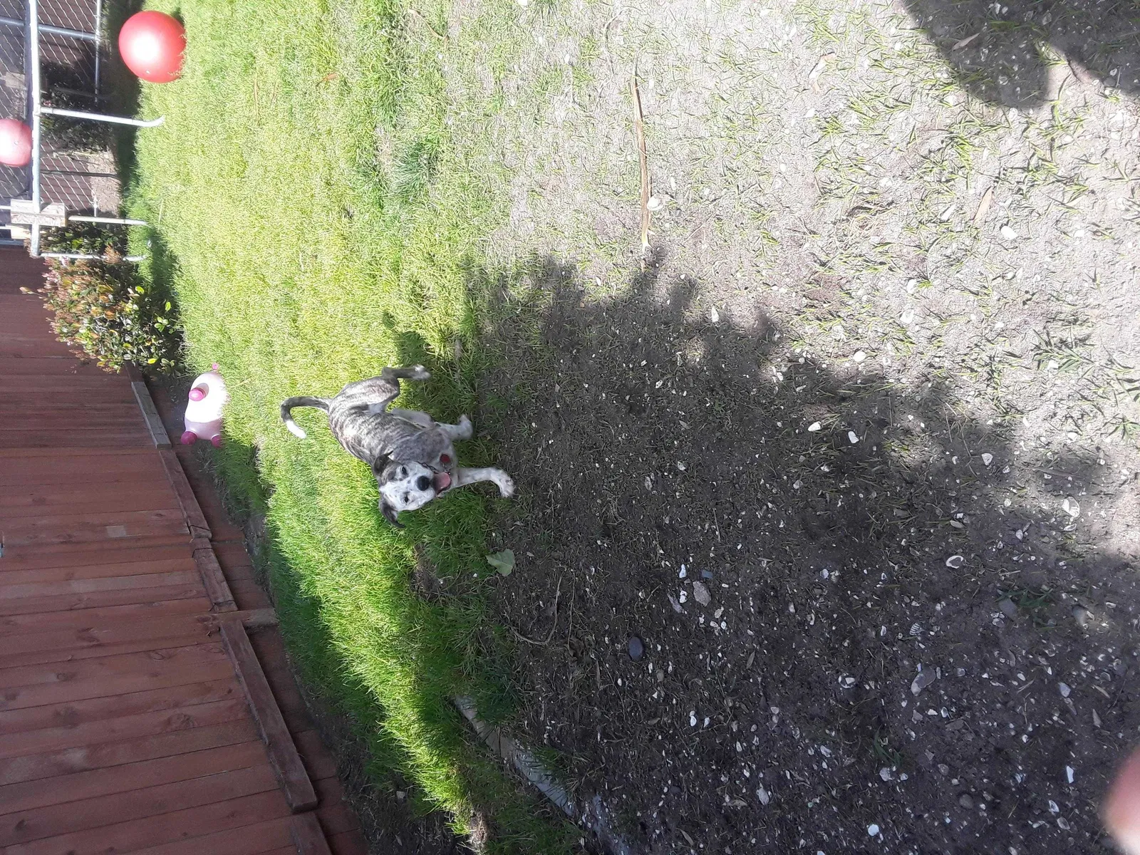 Lost dog in Coronado, CA, 92118
