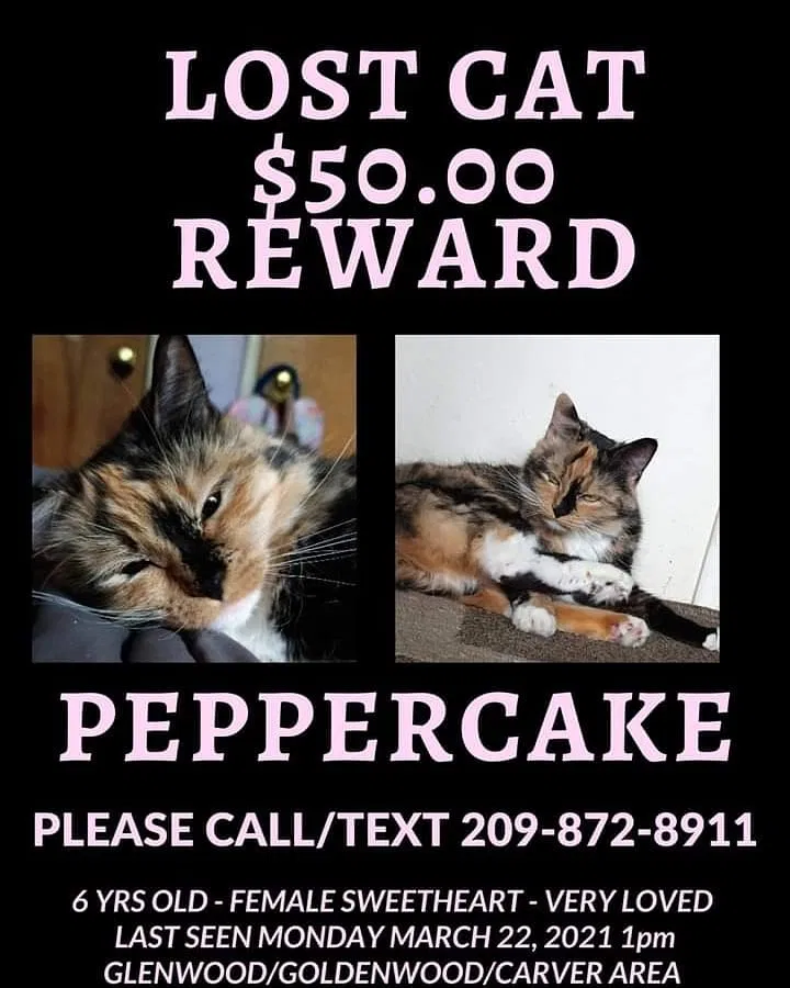 Lost cat in Modesto, CA, 95350