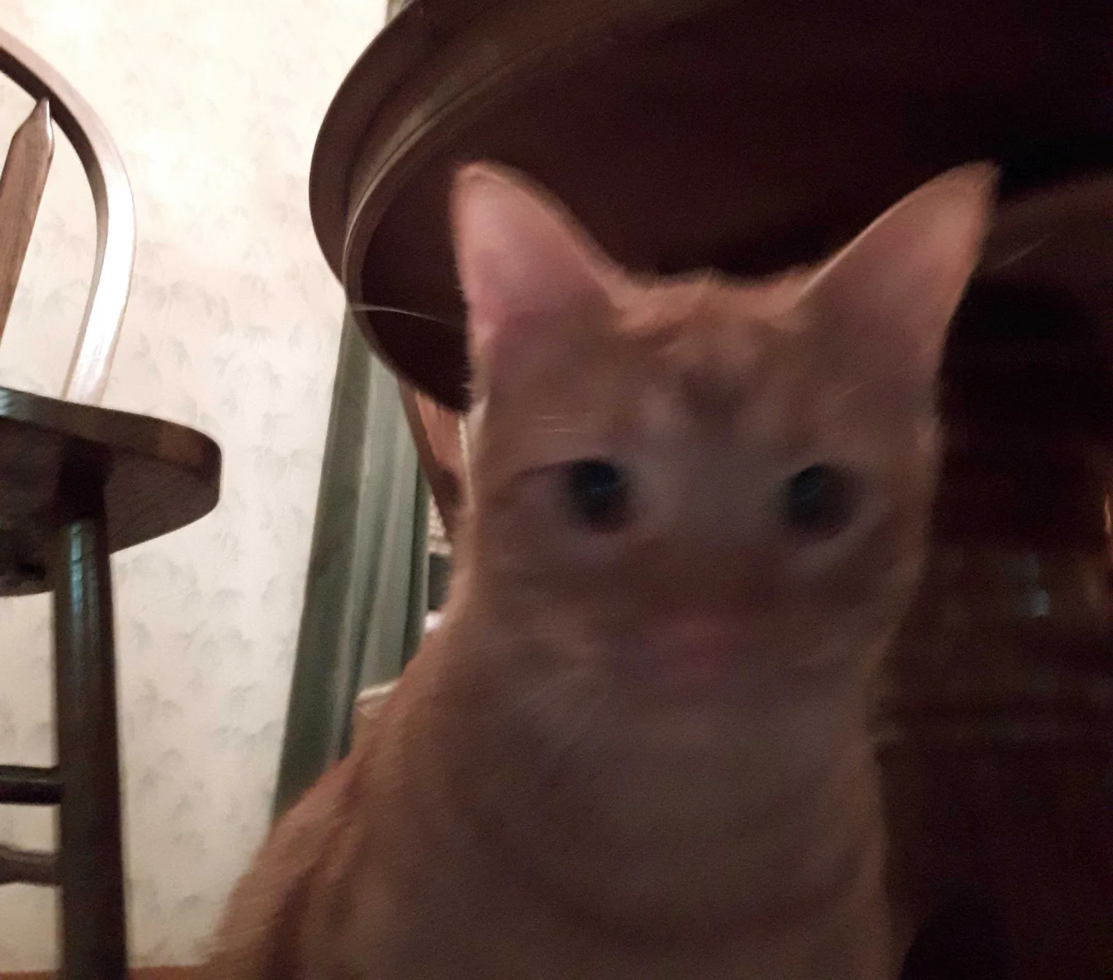 Lost cat in Tulsa, OK, 74129