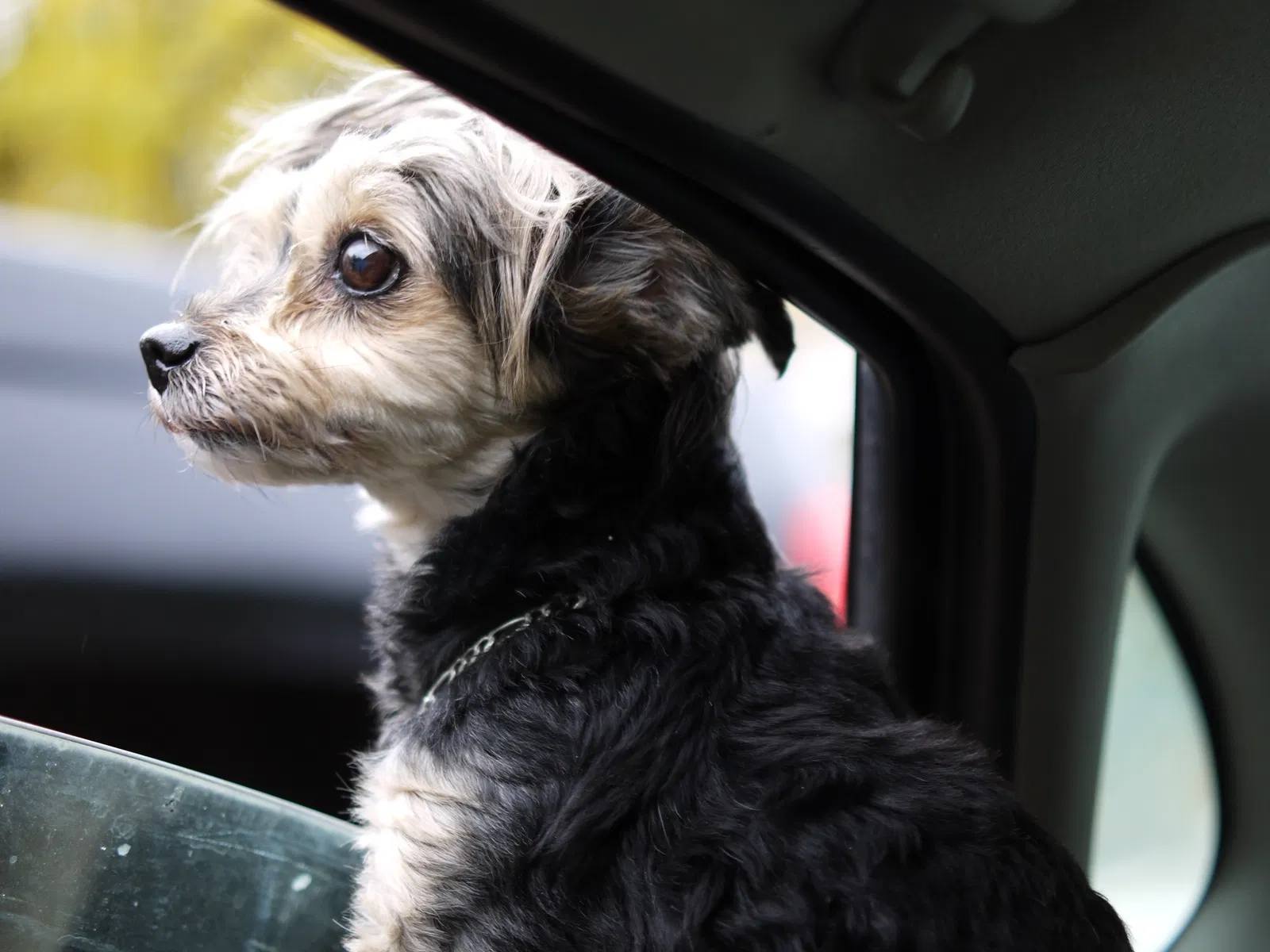Lost dog in Minneapolis, MN, 55418
