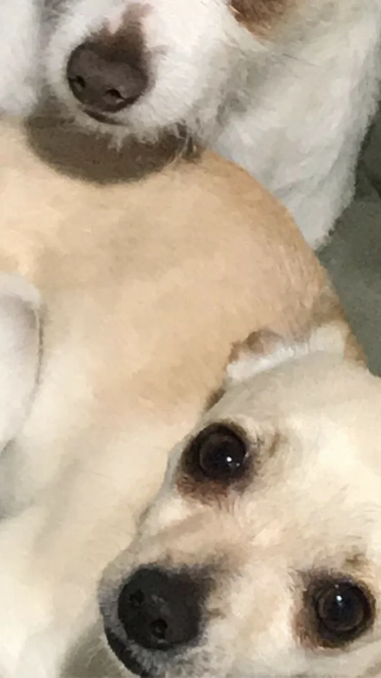 Lost dog in Salt Lake City, UT, 84118