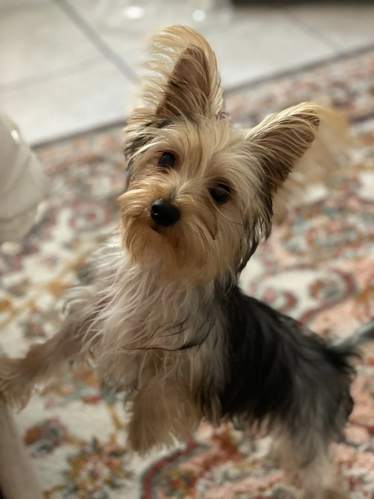 Lost dog in Brownsville, TX, 78521