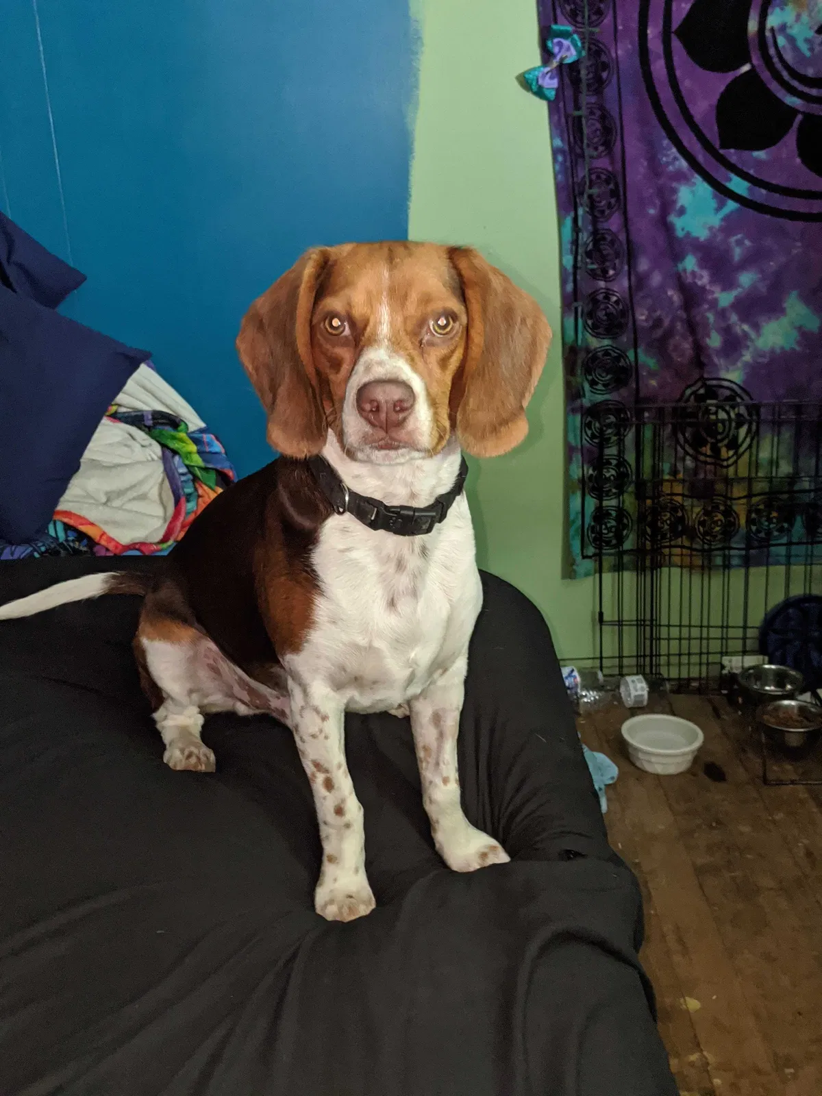 Lost dog in Sun City, CA, 92585