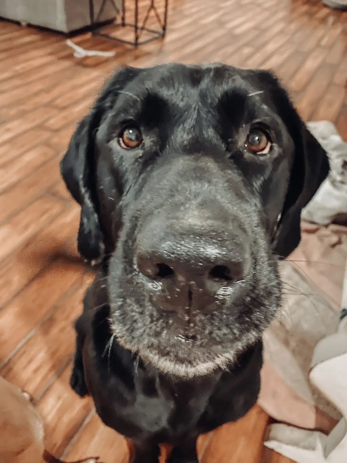 Lost dog in Ridgeland, SC, 29936