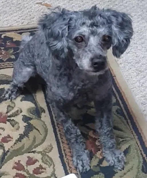 Lost dog in Pensacola, FL, 32505
