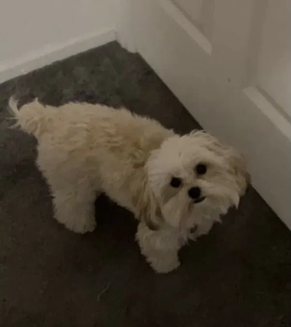 Lost dog in Denver, CO, 80229