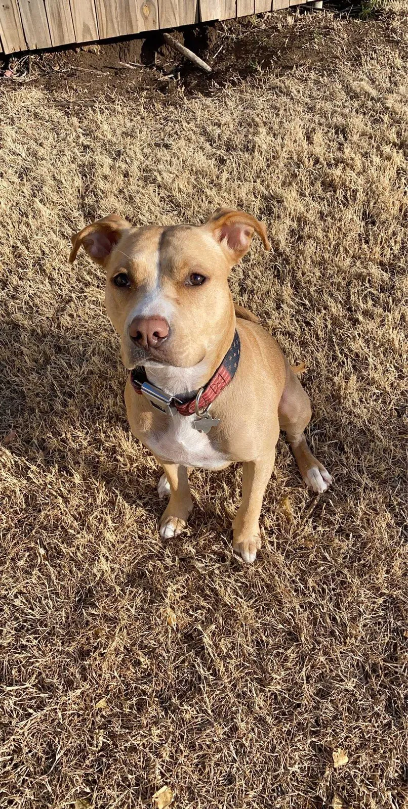 Lost dog in Lubbock, TX, 79410
