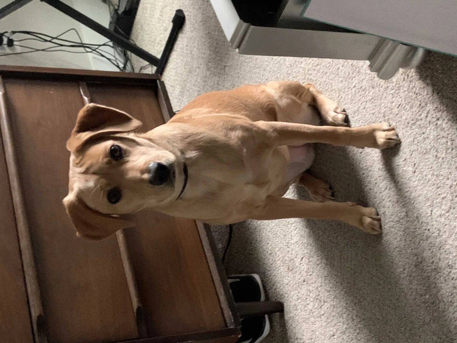 Lost dog in Ladson, SC, 29456