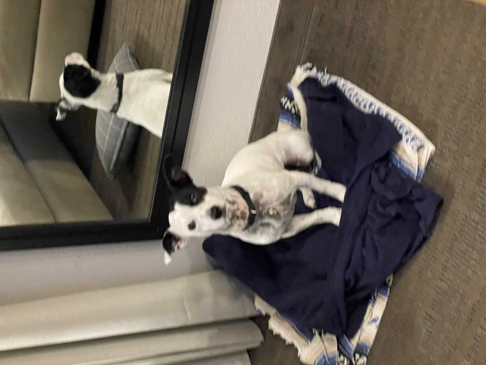 Lost dog in Huntington Beach, CA, 92647