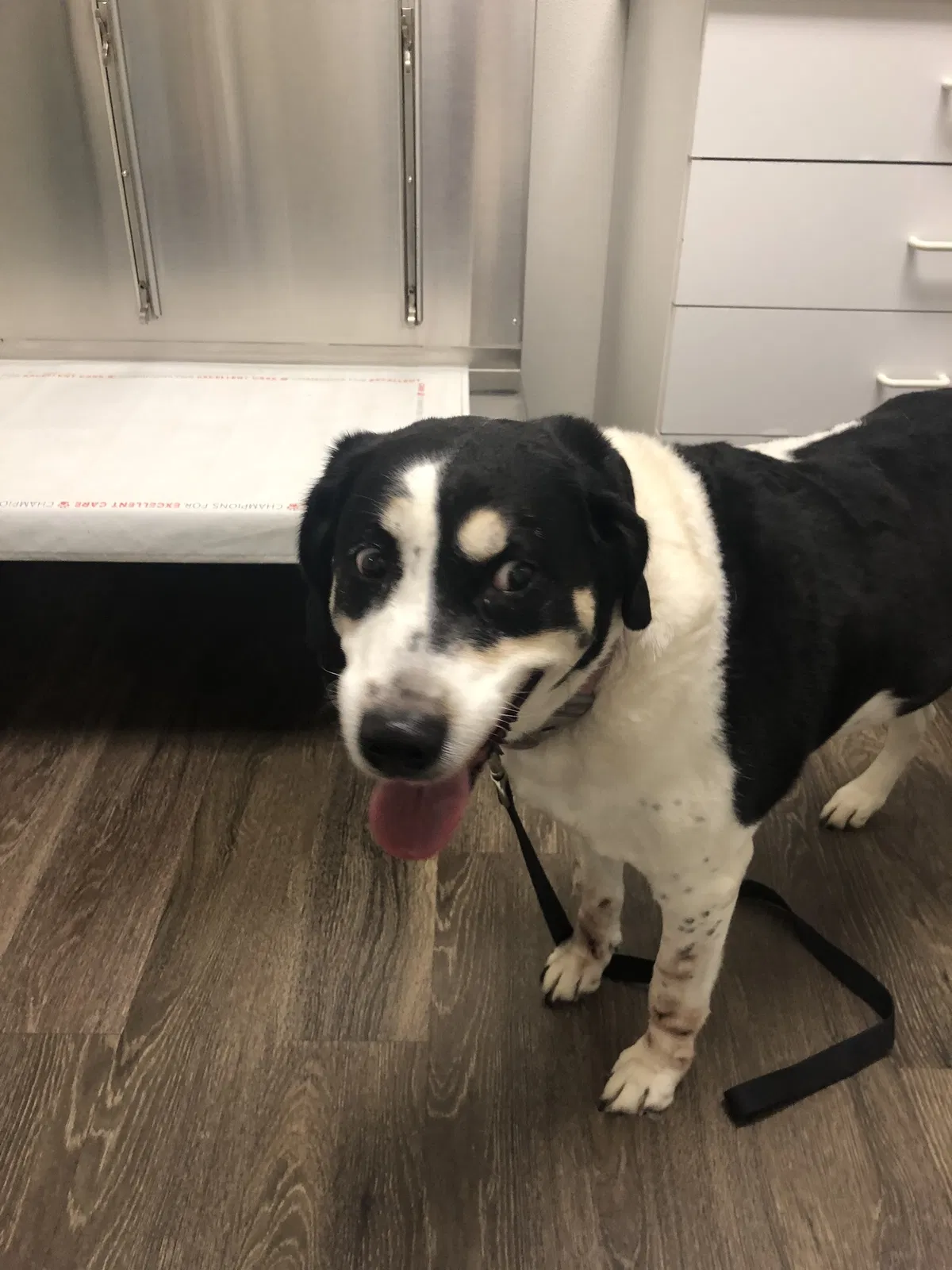 Lost dog in Ladys Island, SC, 29907