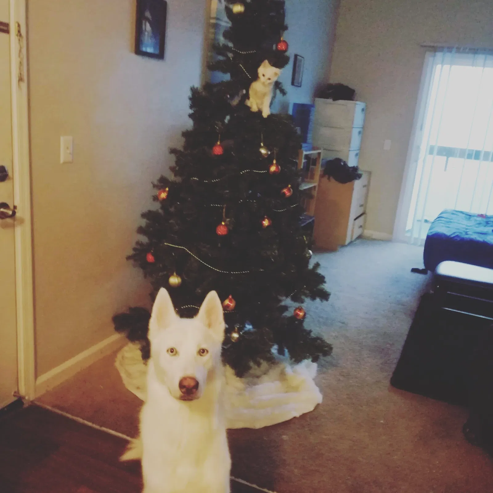 Lost dog in Phoenix, AZ, 85022