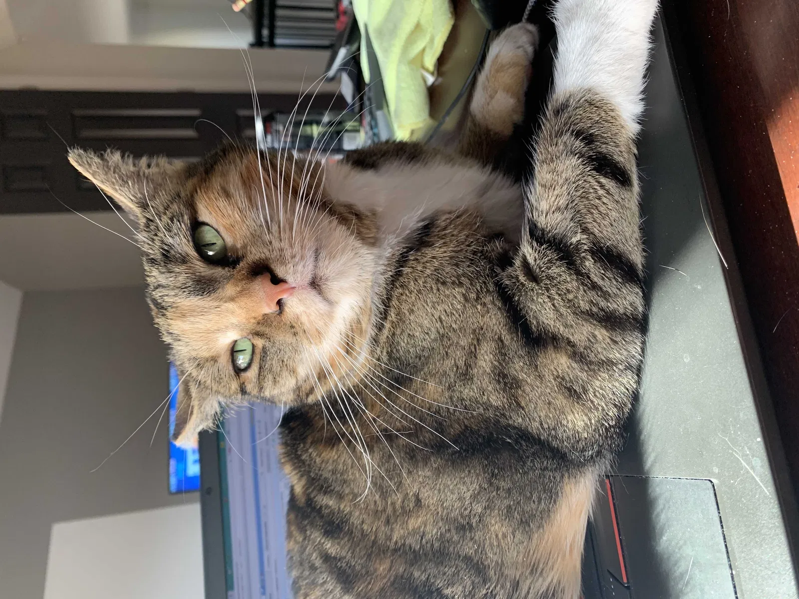 Lost cat in Suwanee, GA, 30024
