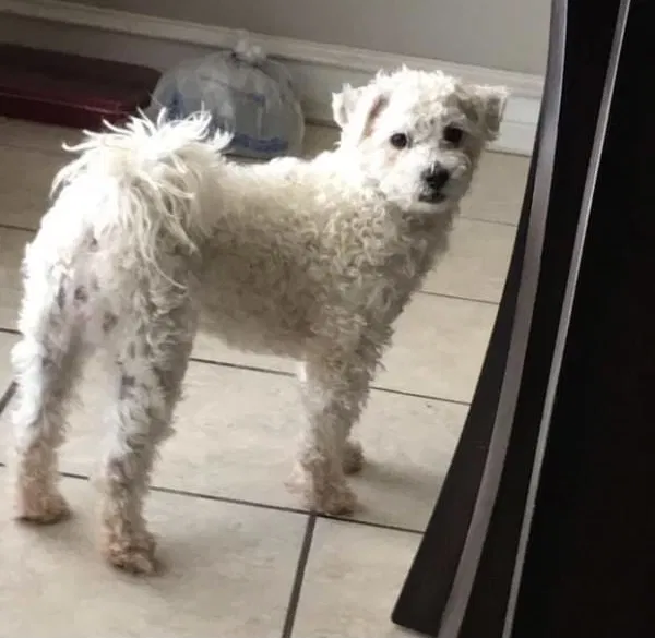 Lost dog in Avondale, AZ, 85323