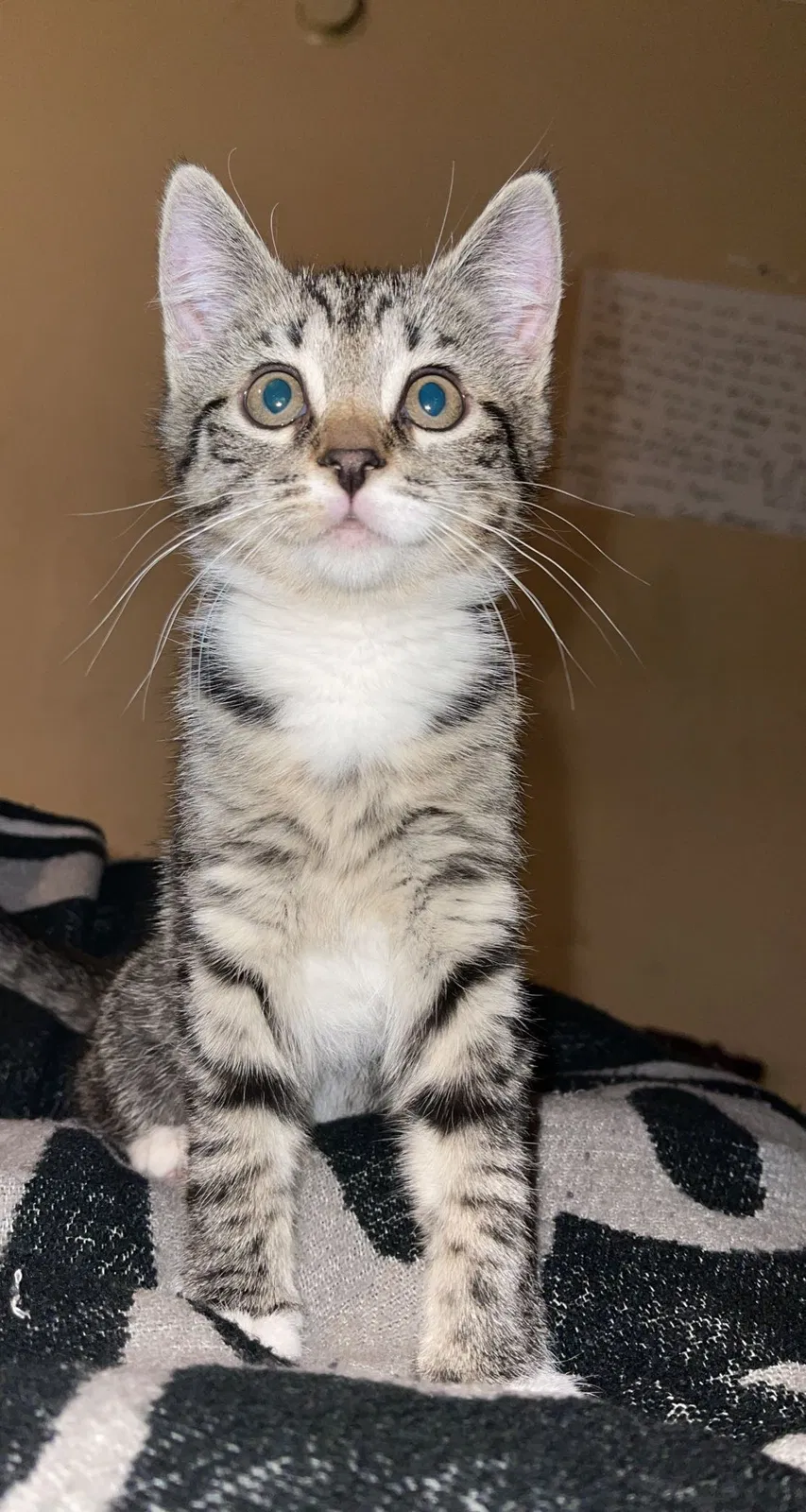 Lost cat in Wilkes Barre, PA, 18702