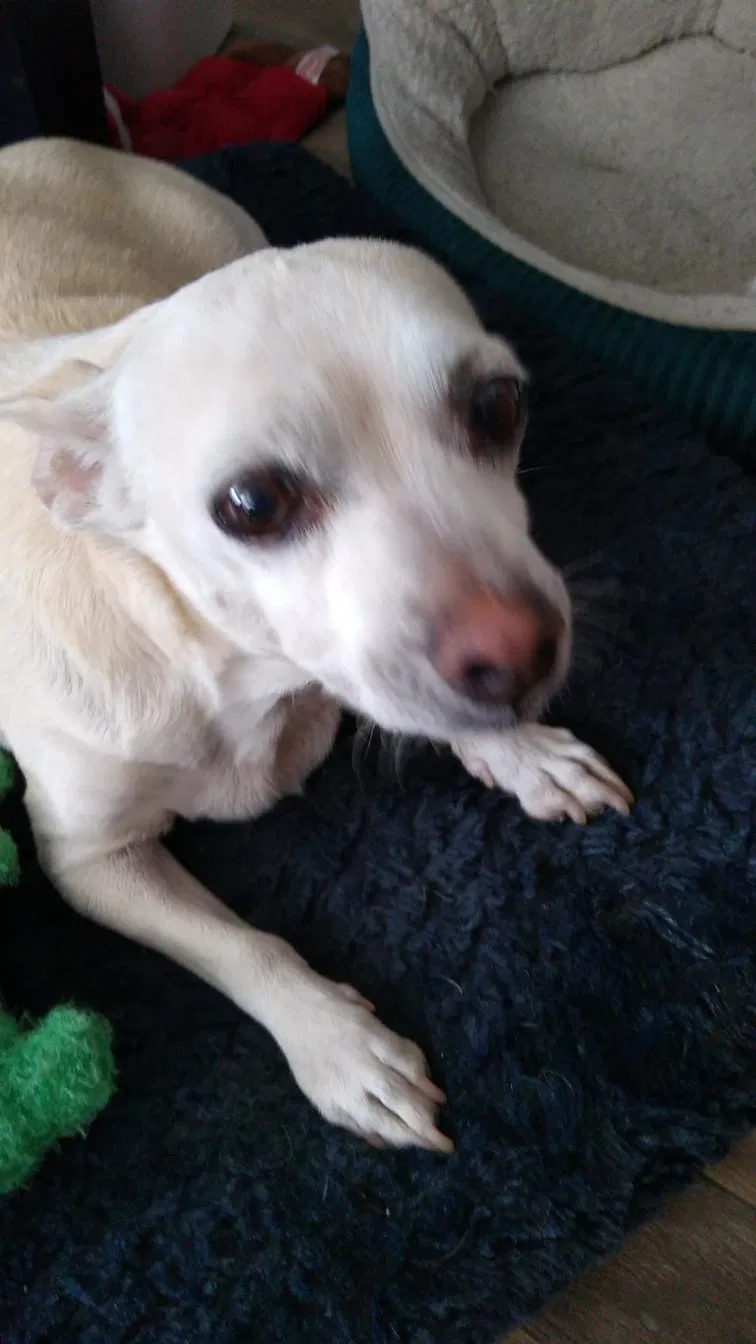 Lost dog in North Las Vegas, NV, 89030