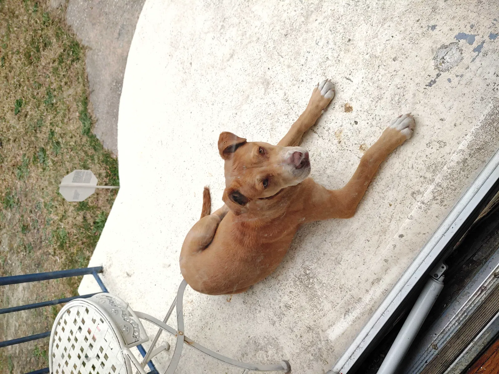 Found dog in Gibson, NC, 28343