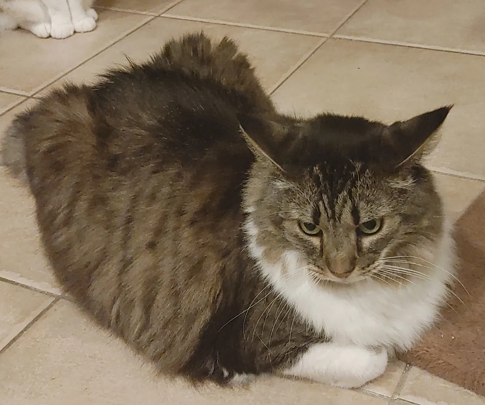 Lost cat in Jacksonville, FL, 32258