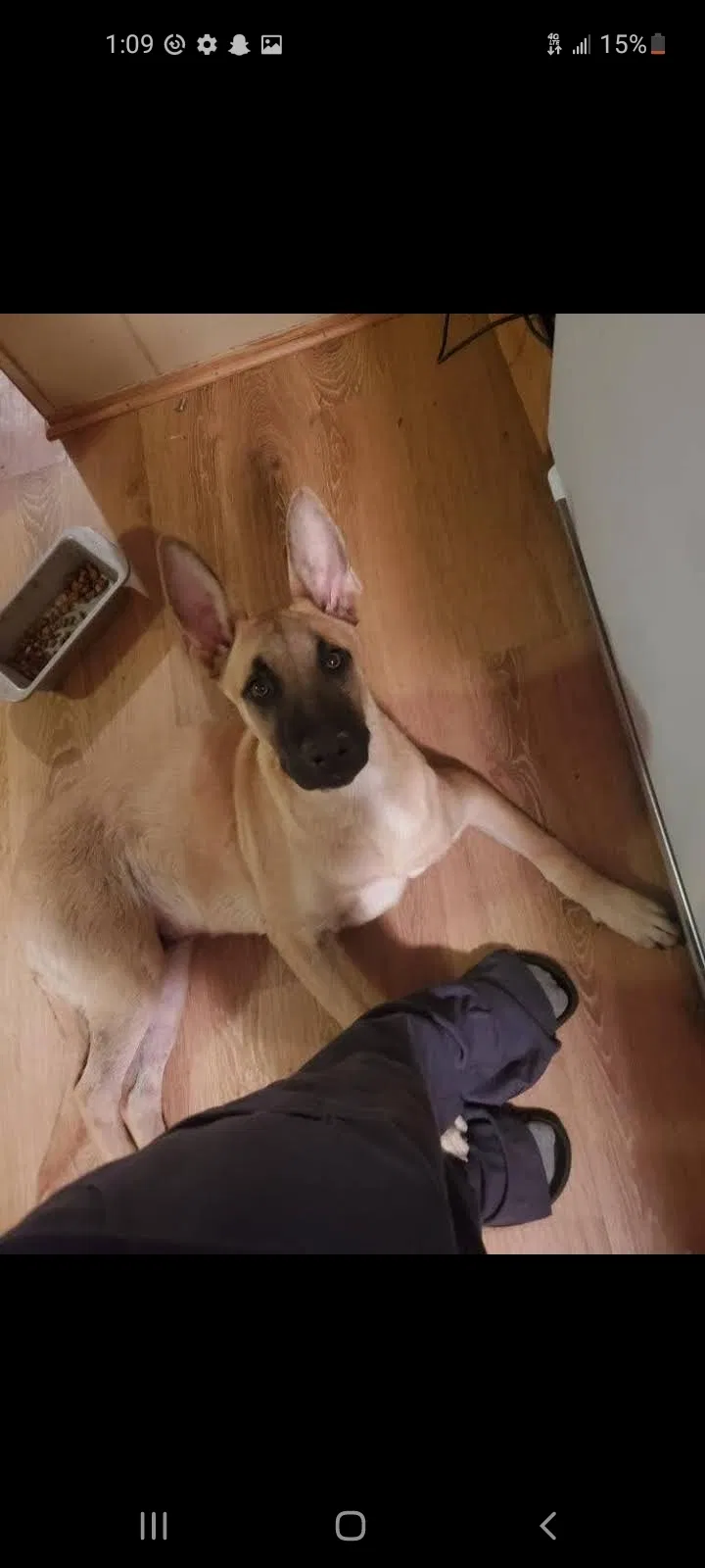 Lost dog in Cleveland, TX, 77328