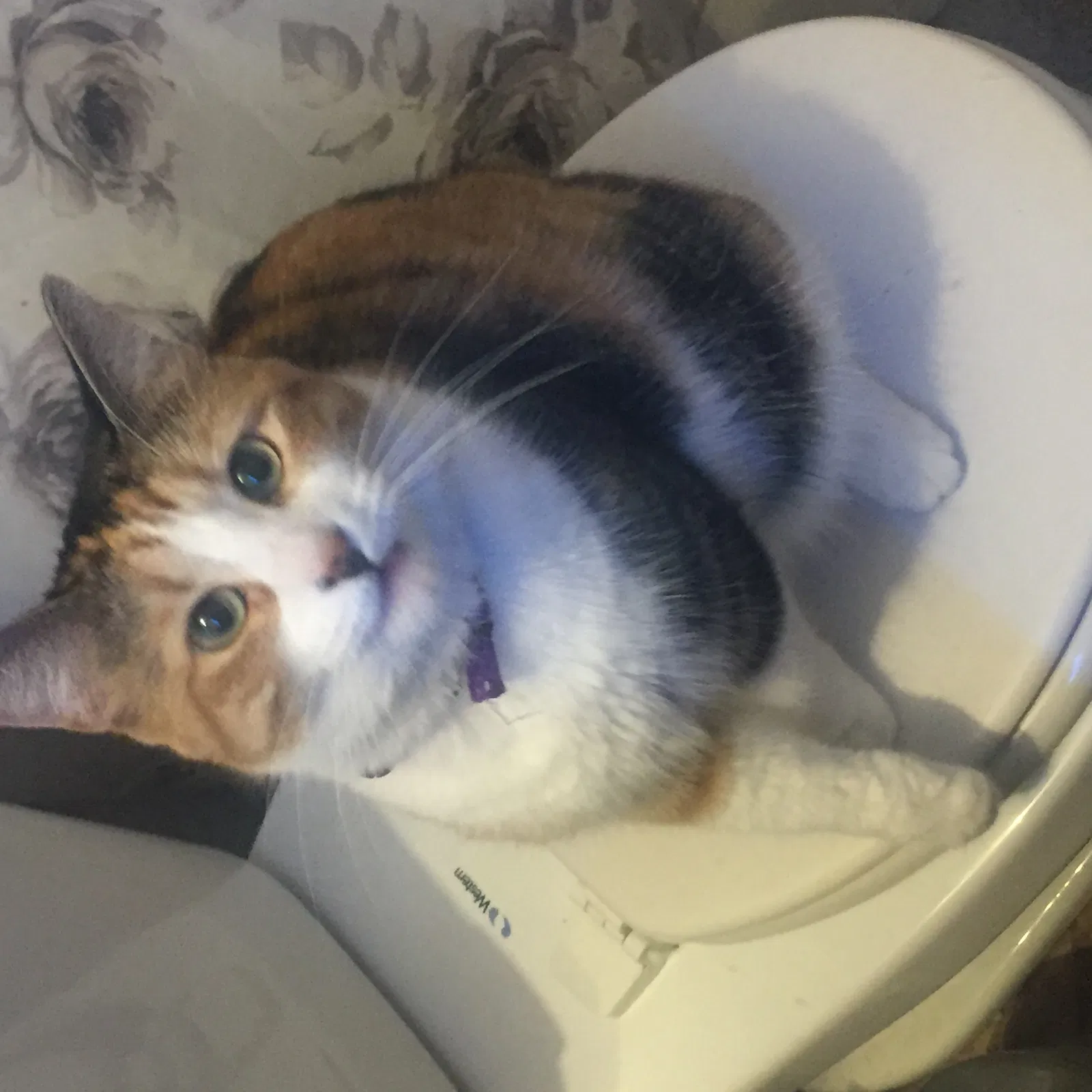 Lost cat in Scottsdale, AZ, 85251