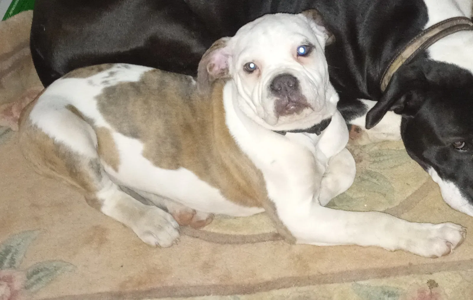 Lost dog in Beaumont, TX, 77705