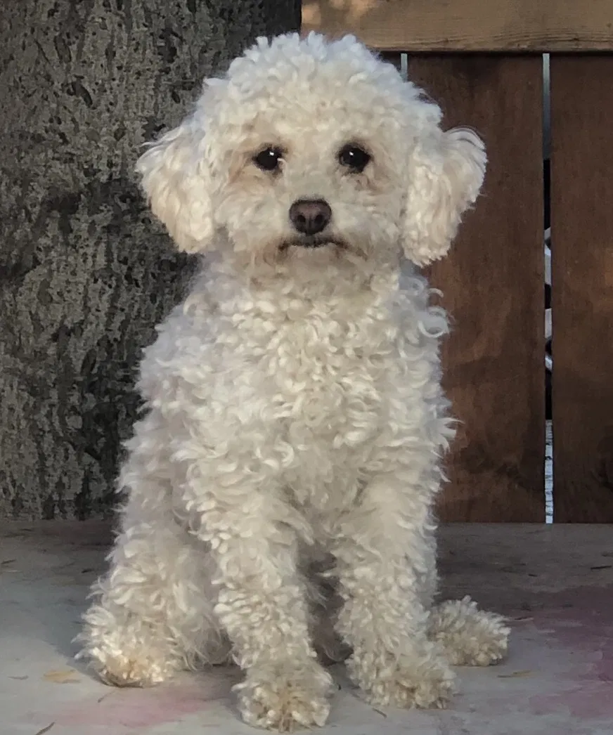 Lost dog in Chino, CA, 91710