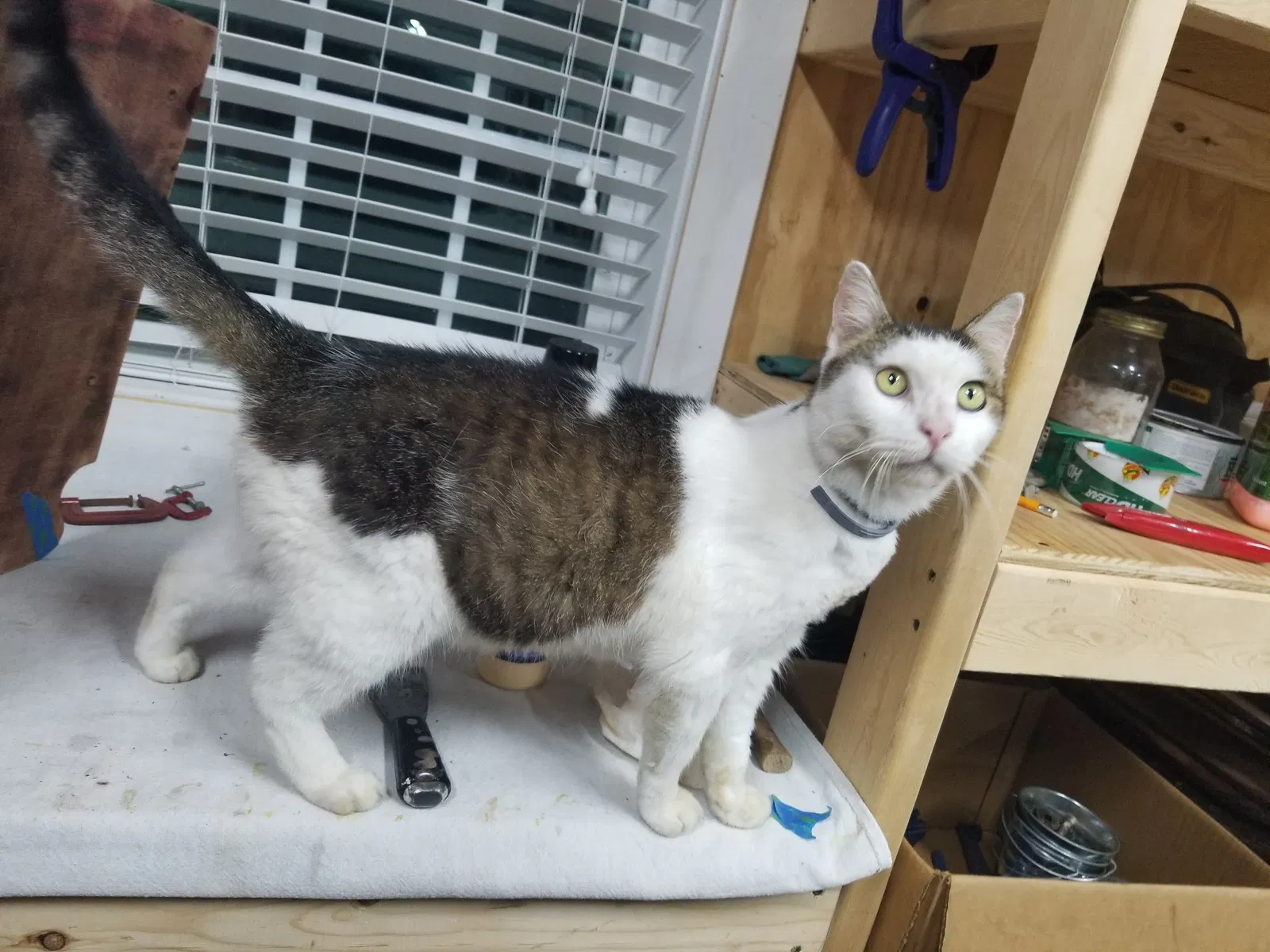 Lost cat in Aberdeen, NC, 28315