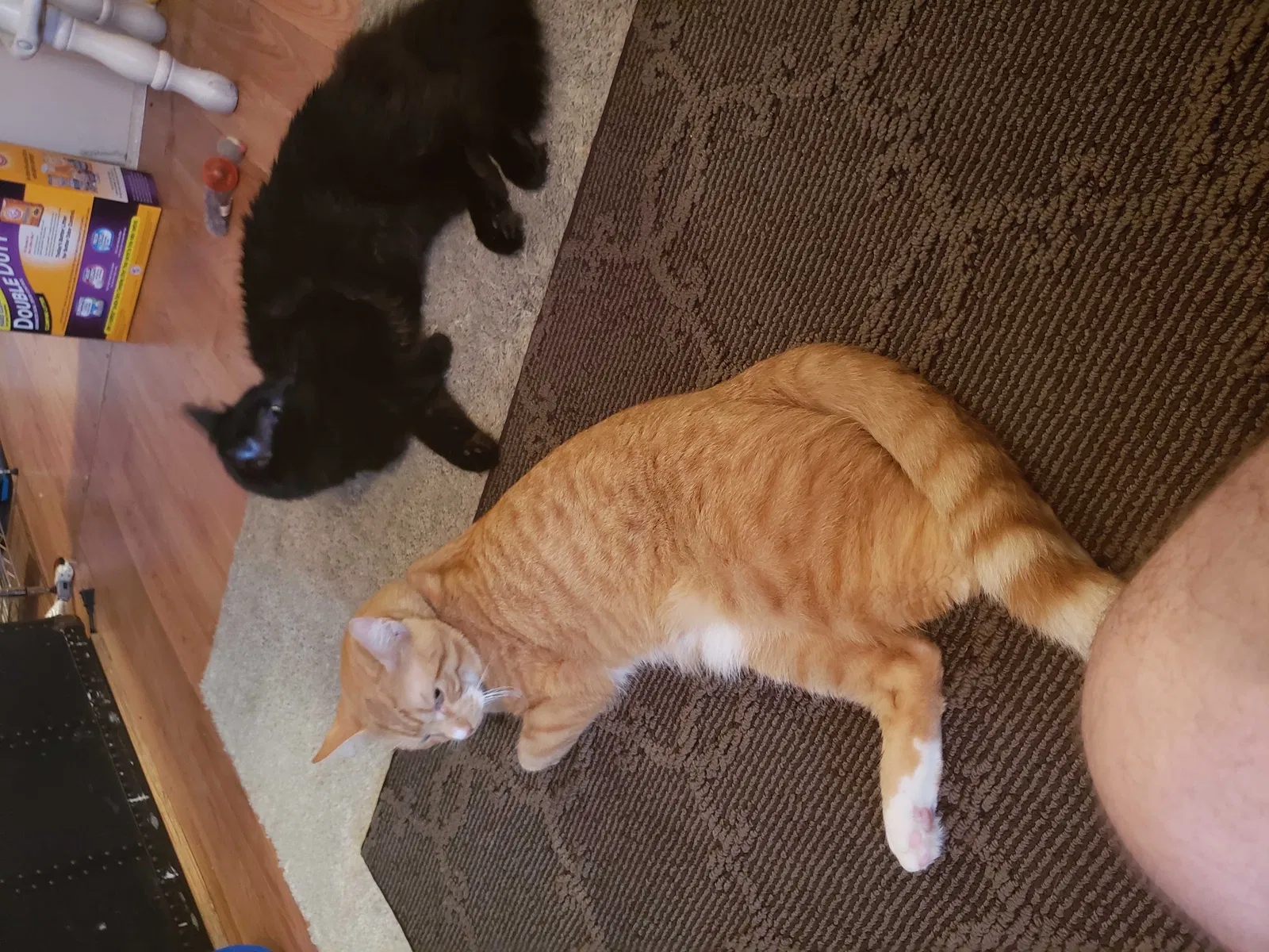 Lost cat in Manchester, NH, 3104