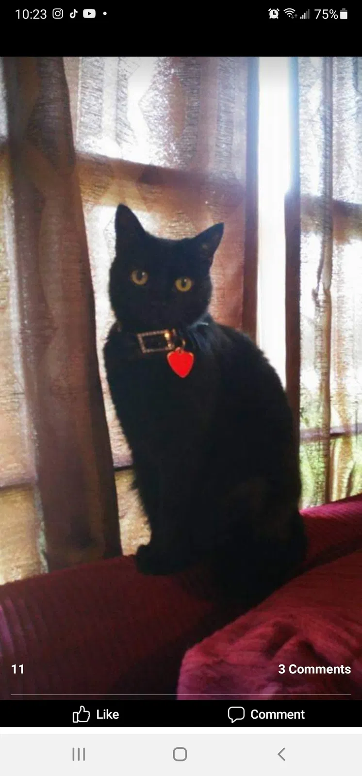 Lost cat in Antioch, TN, 37013