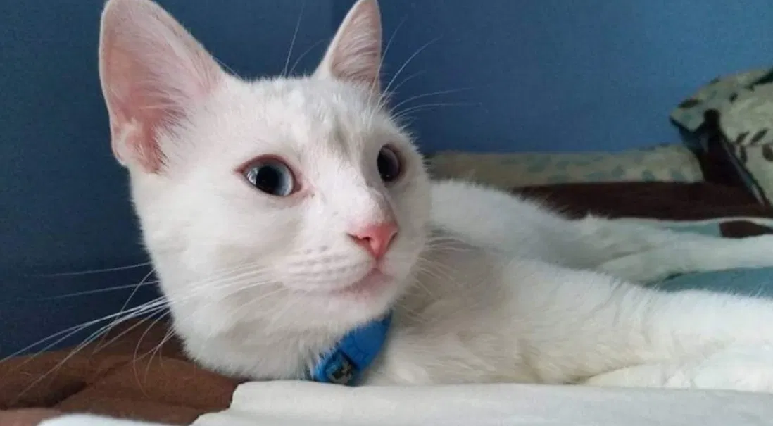 Lost cat in Portage, MI, 49024