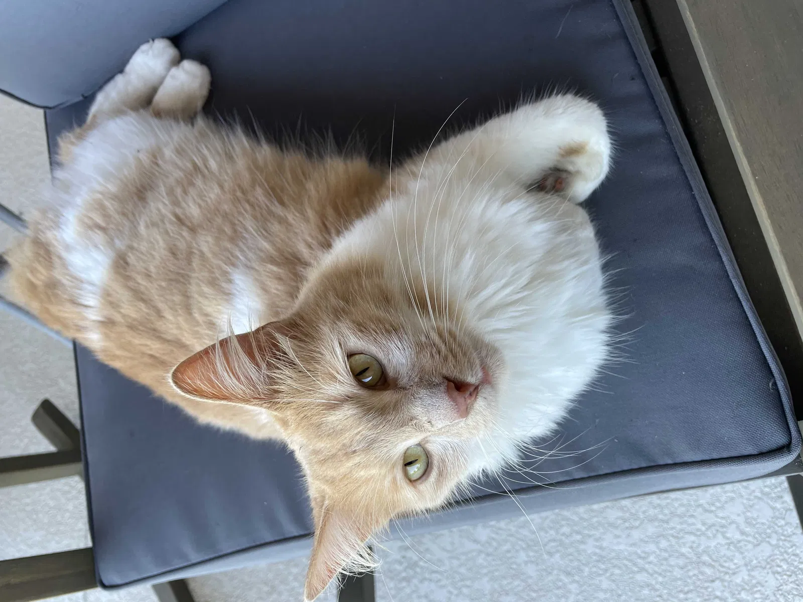 Lost cat in Jensen Beach, FL, 34957