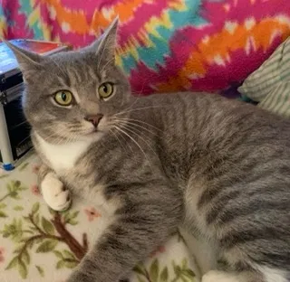 Lost cat in Charleston, SC, 29406