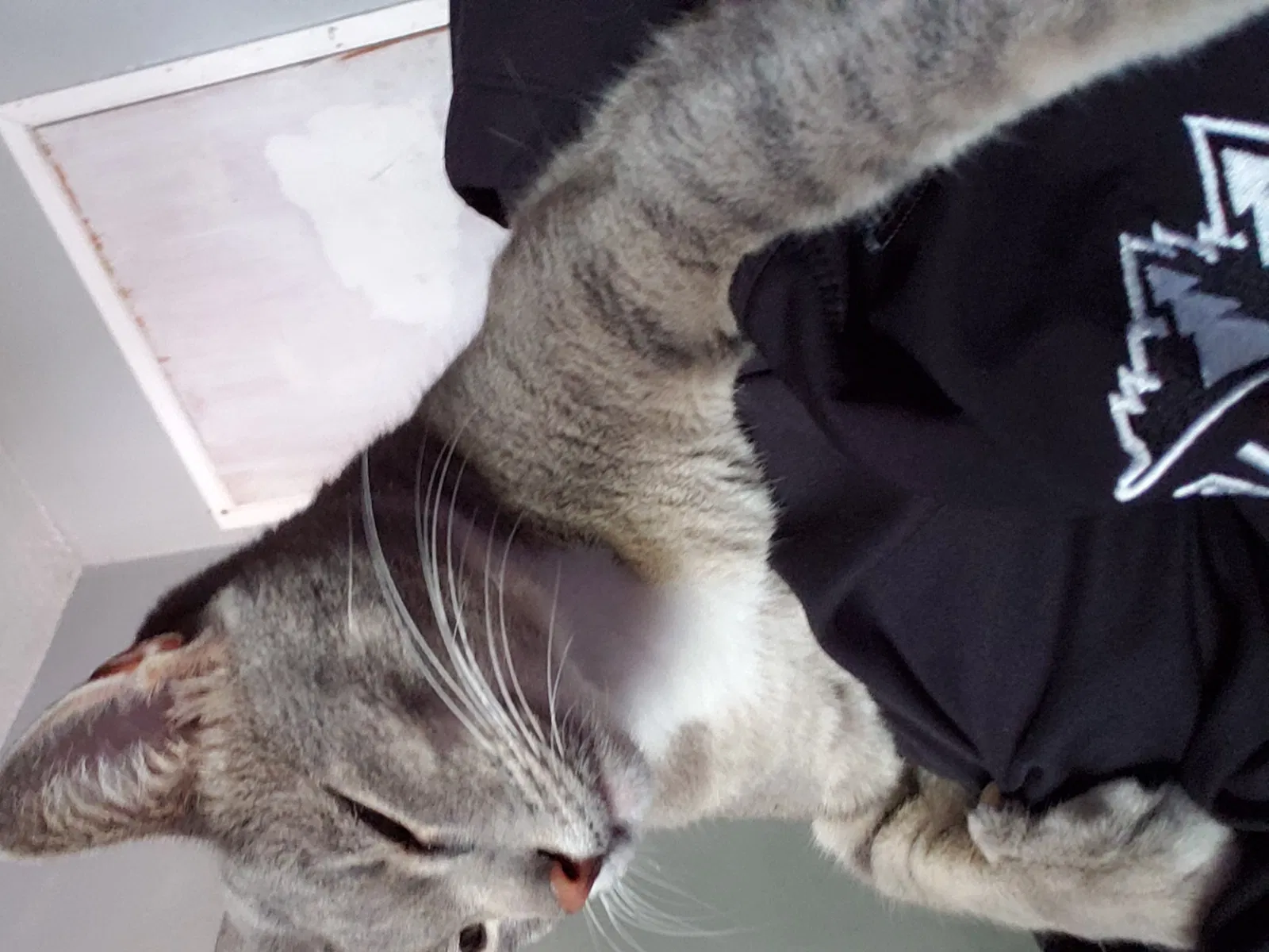 Lost cat in Dixon, CA, 95620