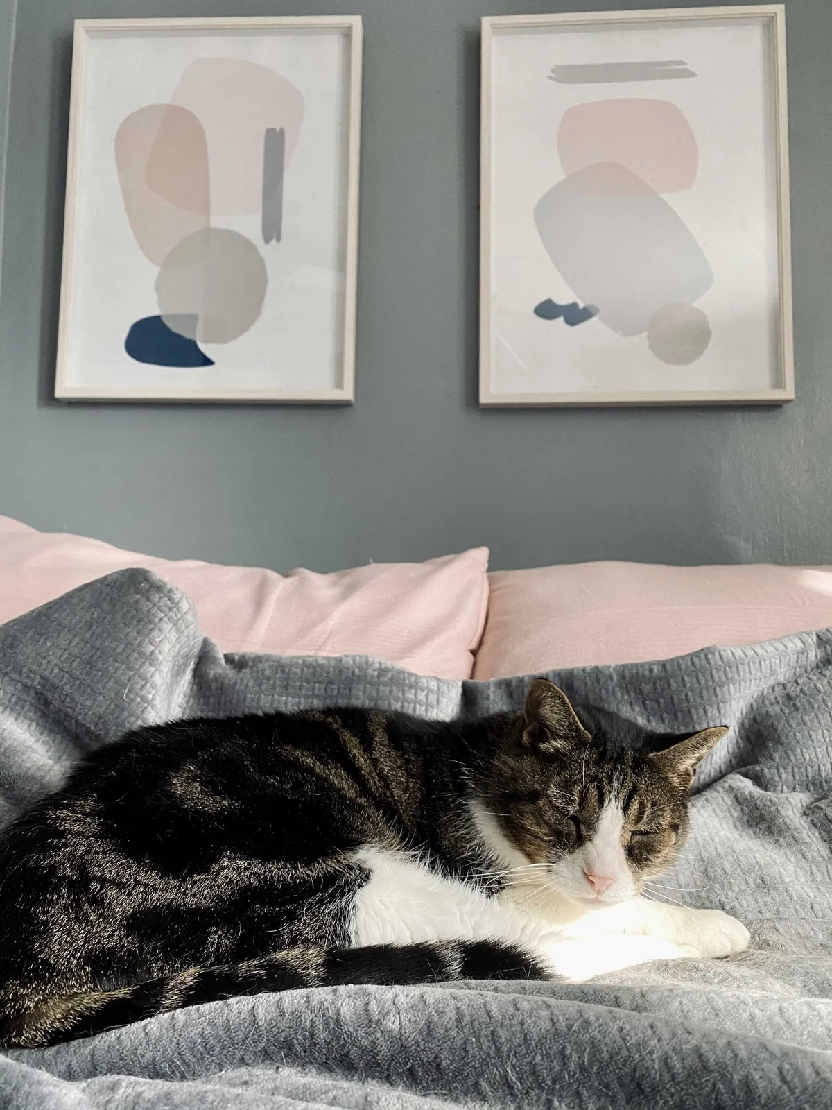 Lost cat in Rochester, NY, 14624