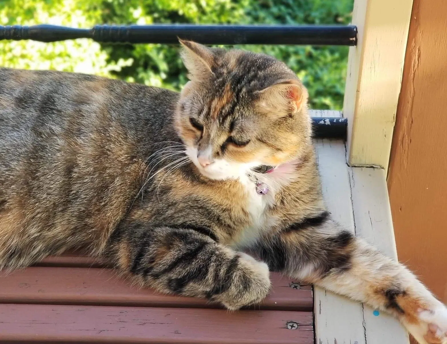 Lost cat in Nampa, ID, 83686