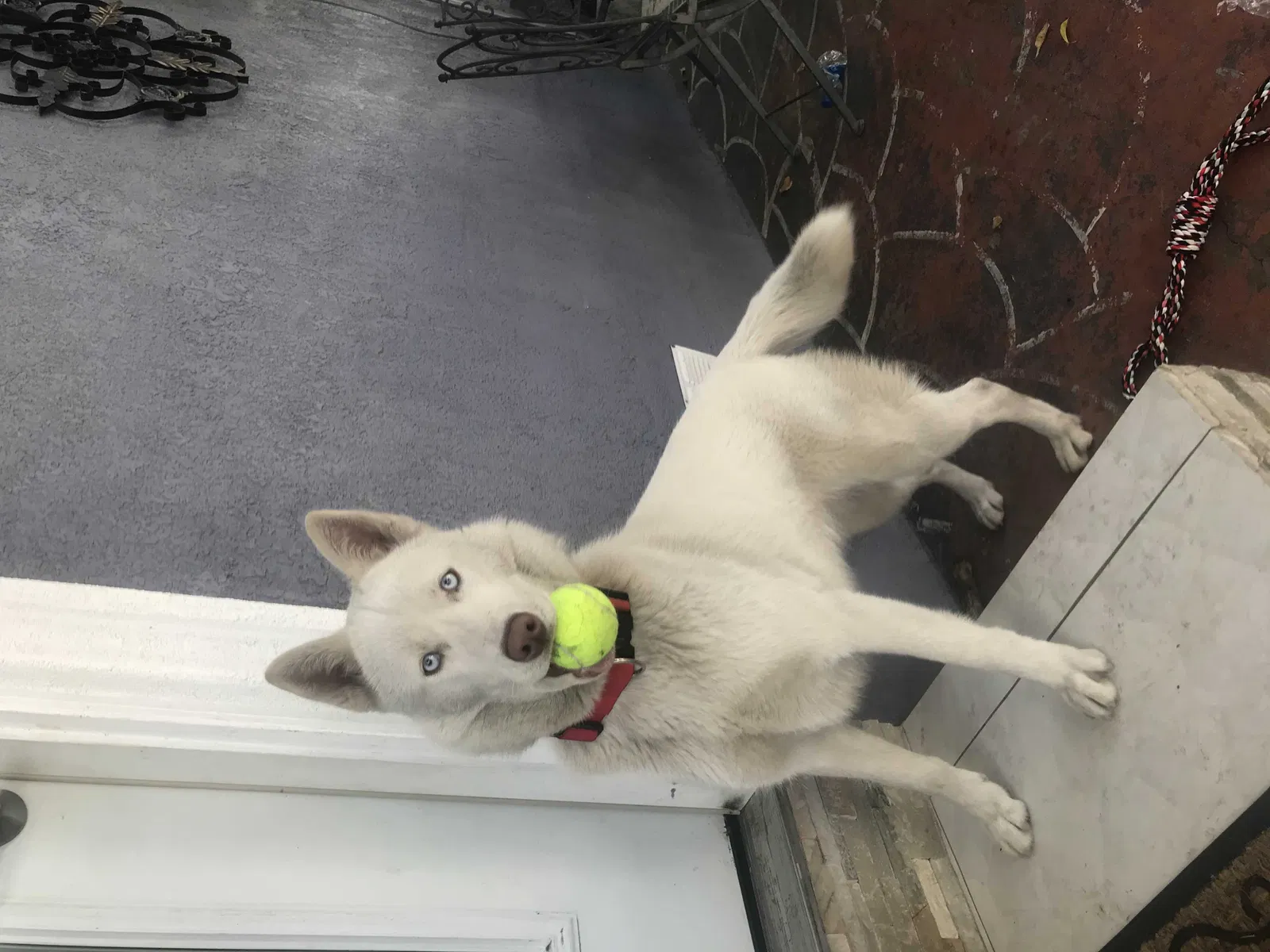 Lost dog in Gardena, CA, 90247