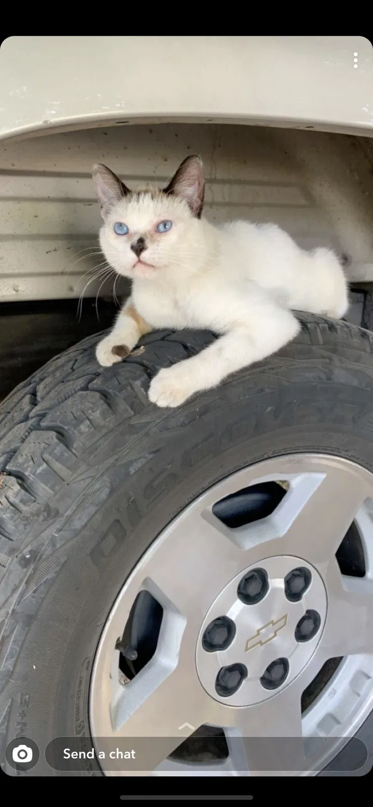 Lost cat in Cressey, CA, 95312