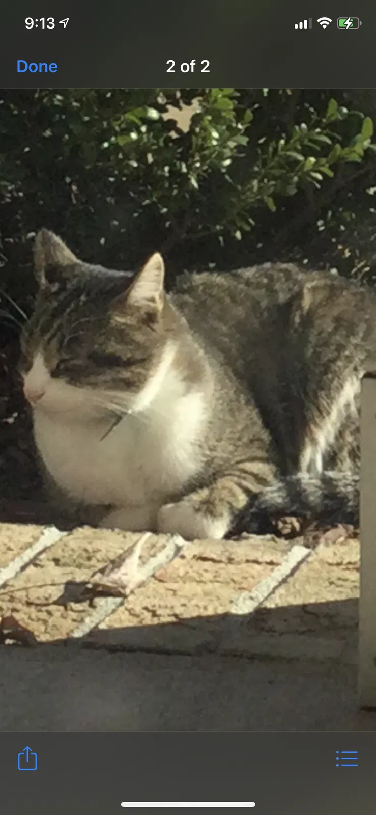 Lost cat in Blythewood, SC, 29016