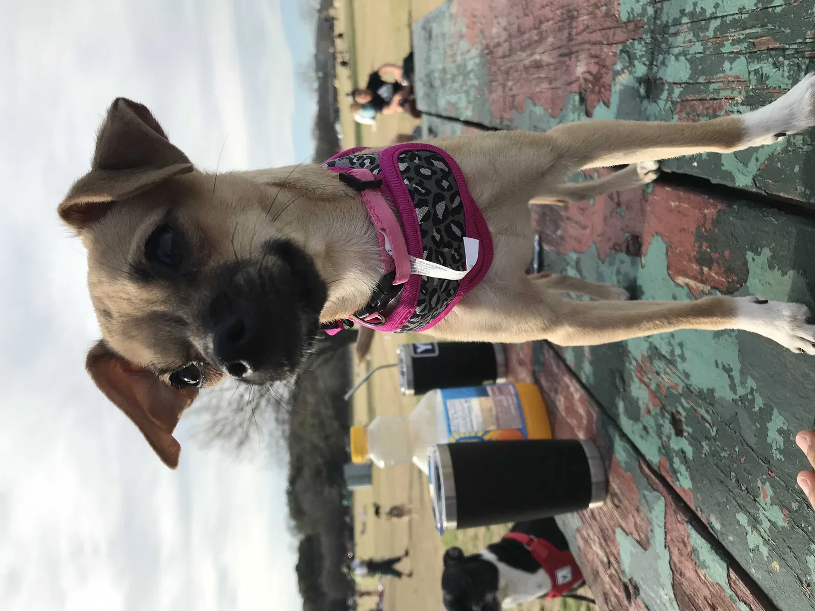 Lost dog in Austin, TX, 78704