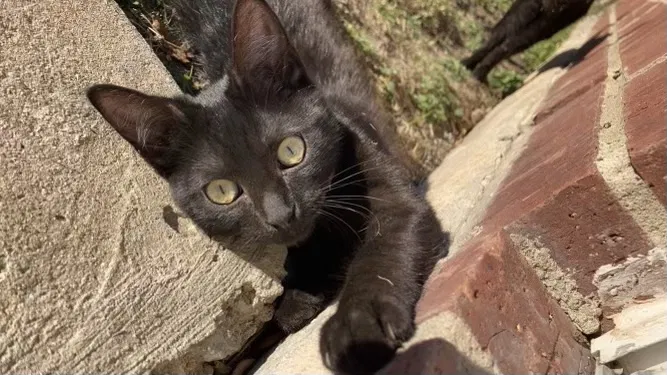 Lost cat in Red Oak, TX, 75154