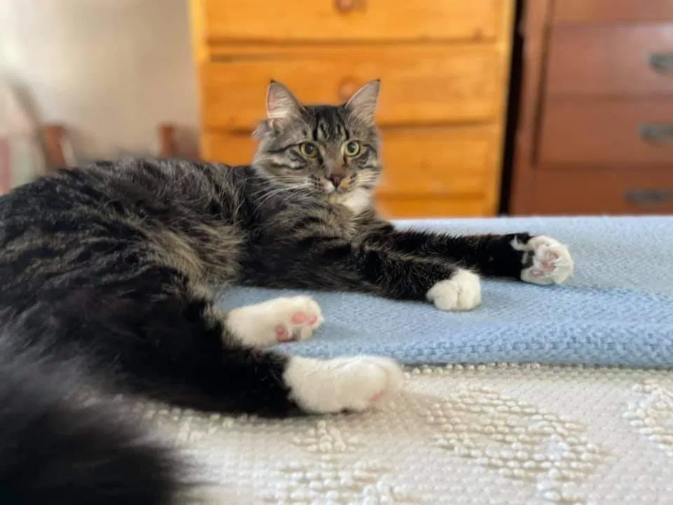 Lost cat in Minneapolis, MN, 55420