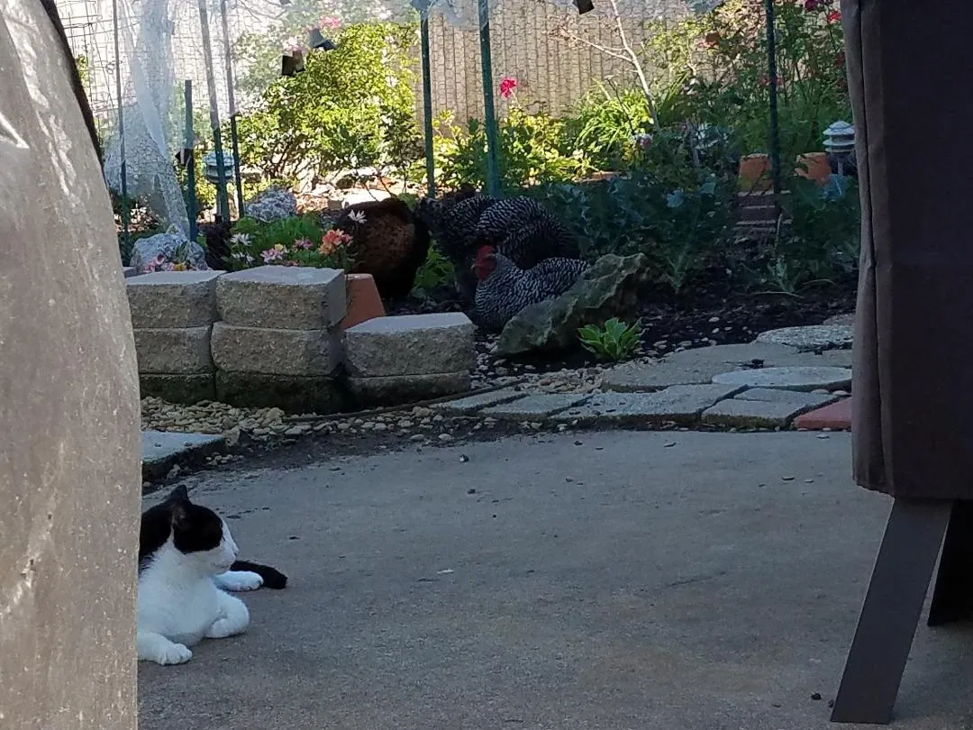 Lost cat in Tulsa, OK, 74133