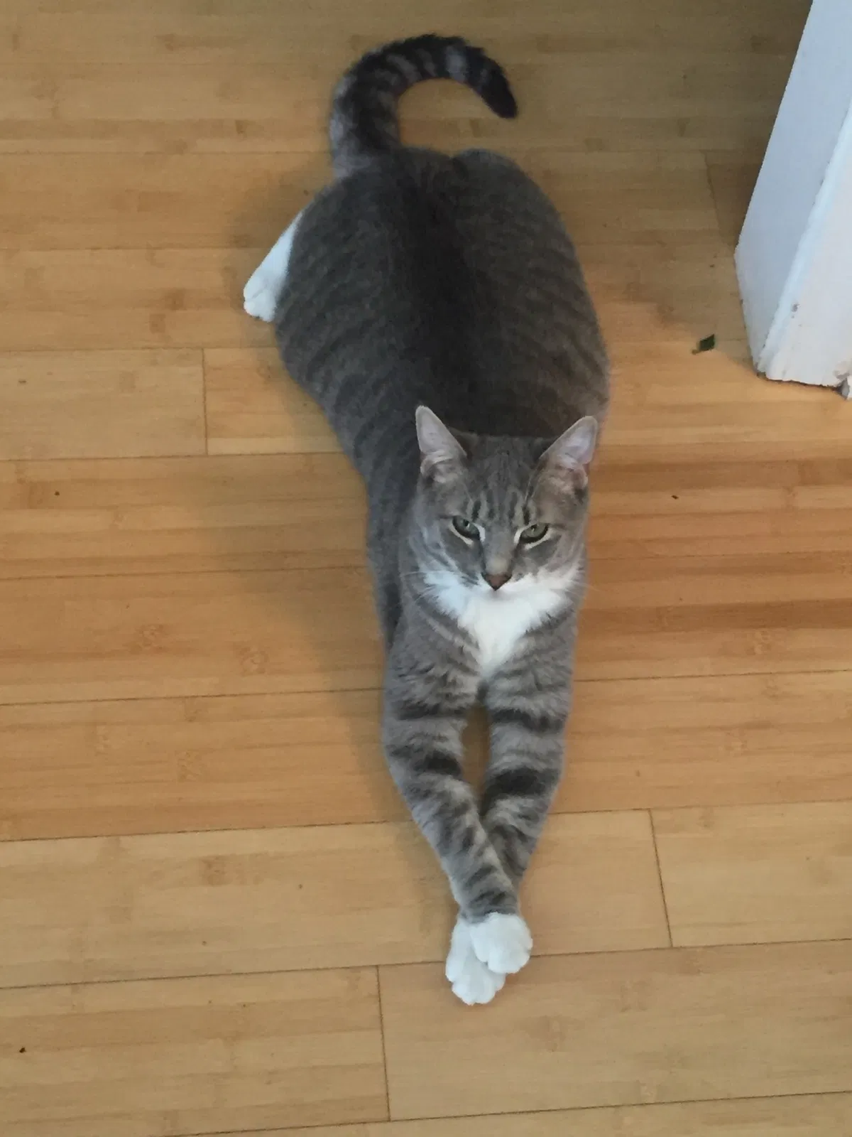 Lost cat in Charlotte, NC, 28216