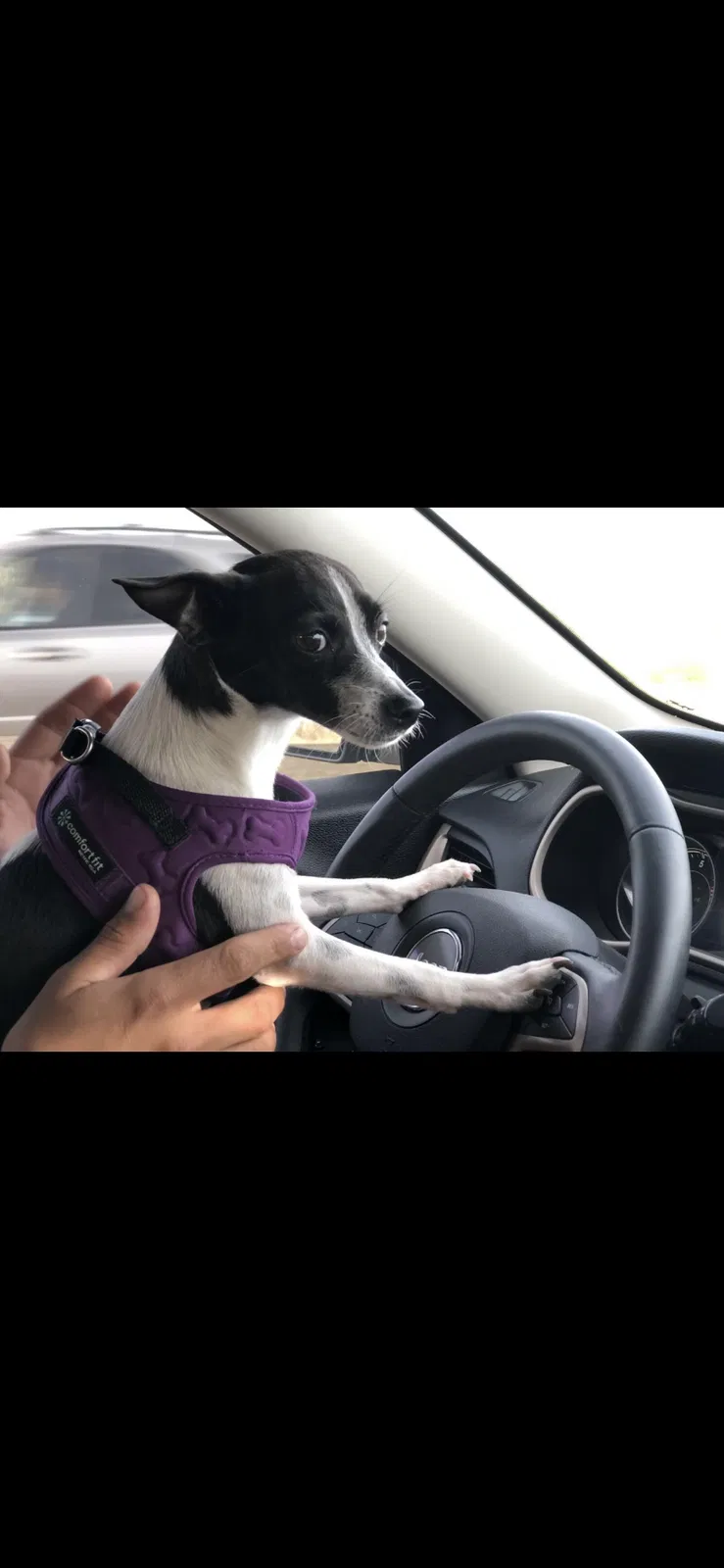 Lost dog in Walnut Creek, CA, 94598