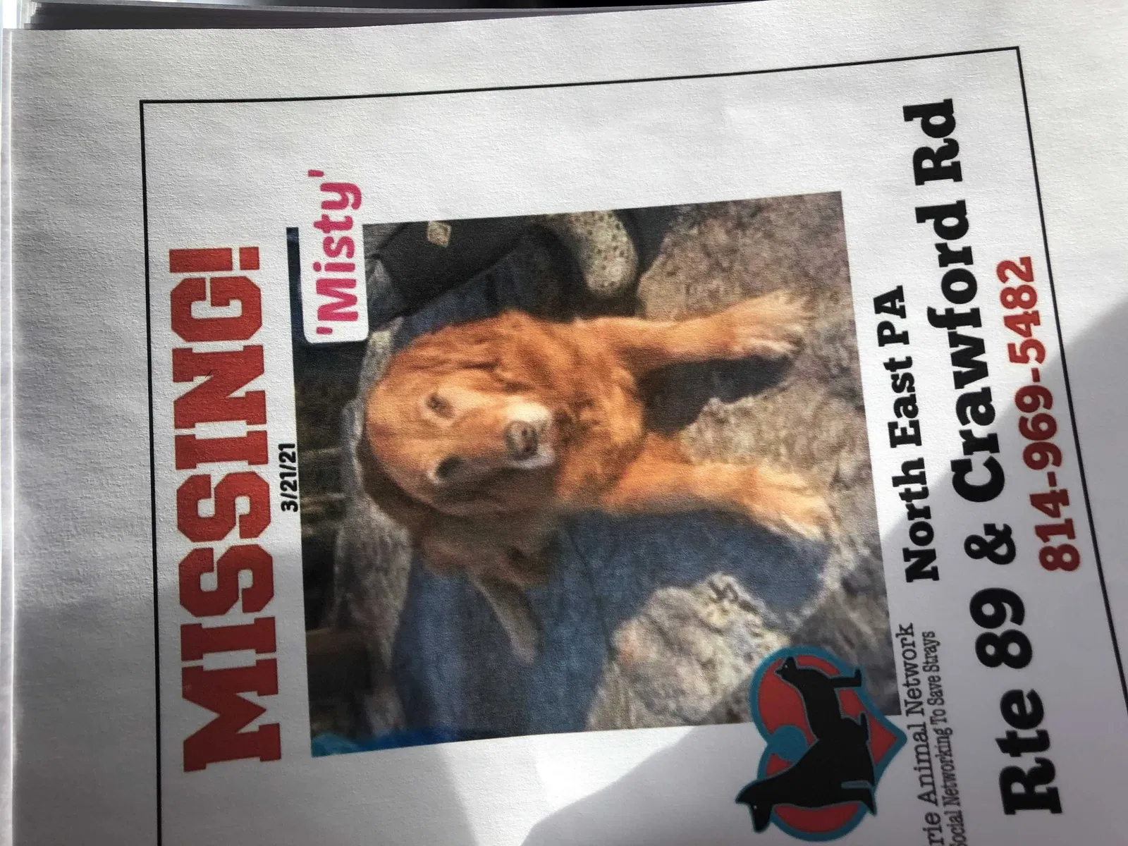 Lost dog in North East, PA, 16428