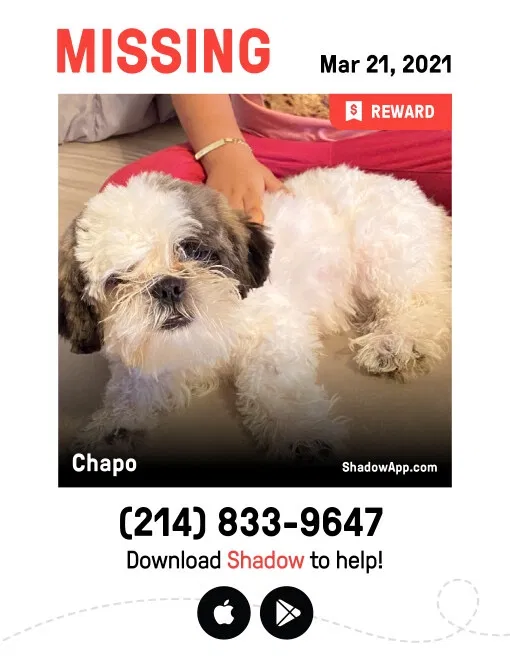 Lost dog in Dallas, TX, 75223